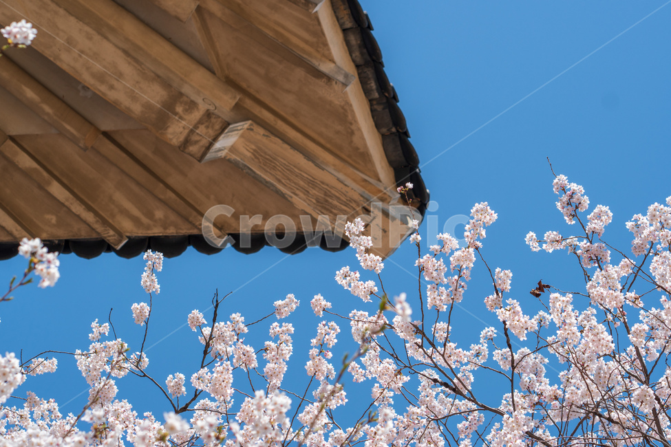 벚꽃,봄,벚꽃나무,자연,꽃,flower,spring,파란하늘,식물,푸른하늘,봄,계절,spring,season,식물,자연,plants,nature,꽃,flower,plant,blossom