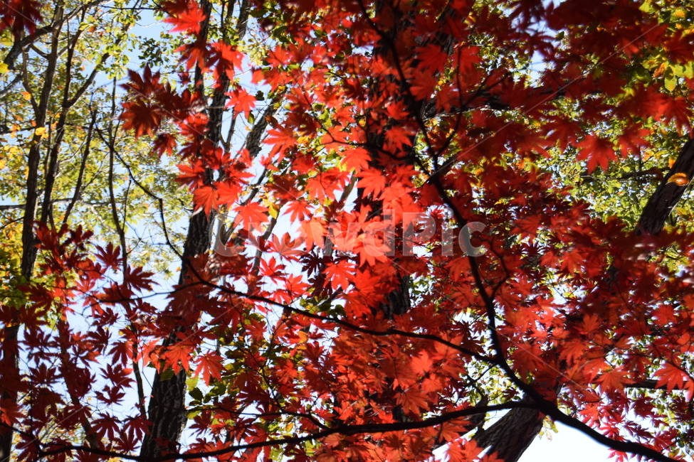 가을,단풍,빨강,자연,나무,숲,red,fall,atumn,forest,nature,mothernature,단풍사진,가을사진,가을느낌,빨간단풍,빨간맛,풍경,landscape,가을,계절,fall,autumn,season,식물,자연,plants,nature,leaf,잎,plant,tree,maple