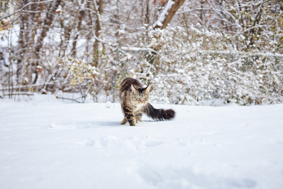 cat,고양이,animal,동물,mammal,포유류,pet,애완동물,반려동물,반려묘,눈,눈쌓인풍경,쌓인눈,snow,눈밭,길냥이,산책냥,산책냥이,nature,자연,겨울,계절,winter,season,동물,animal,포유류,mammal,고양이,cat,kitten,kitty