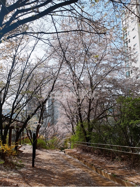 벚꽃,산책,봄,뒷동산,풍경