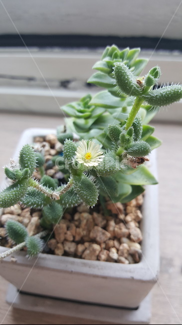 꽃,작은꽃,다육이꽃,흰색꽃,특이한꽃,실내용화초,화분,화초,house plant
