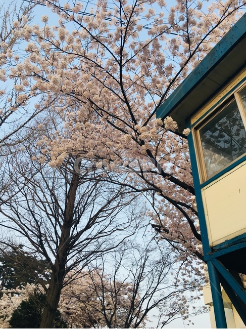 벚꽃,봄꽃,벚꽃나무,4월,cherryblossom,april,봄,spring,봄,계절,spring,season,자연,풍경,nature,landscape,plant,식물