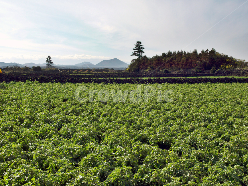 올레21코스,올레,제주,농작물,자연,밭,농사,자연,풍경,nature,landscape,제주도,jeju,jeju island,outdoors,옥외