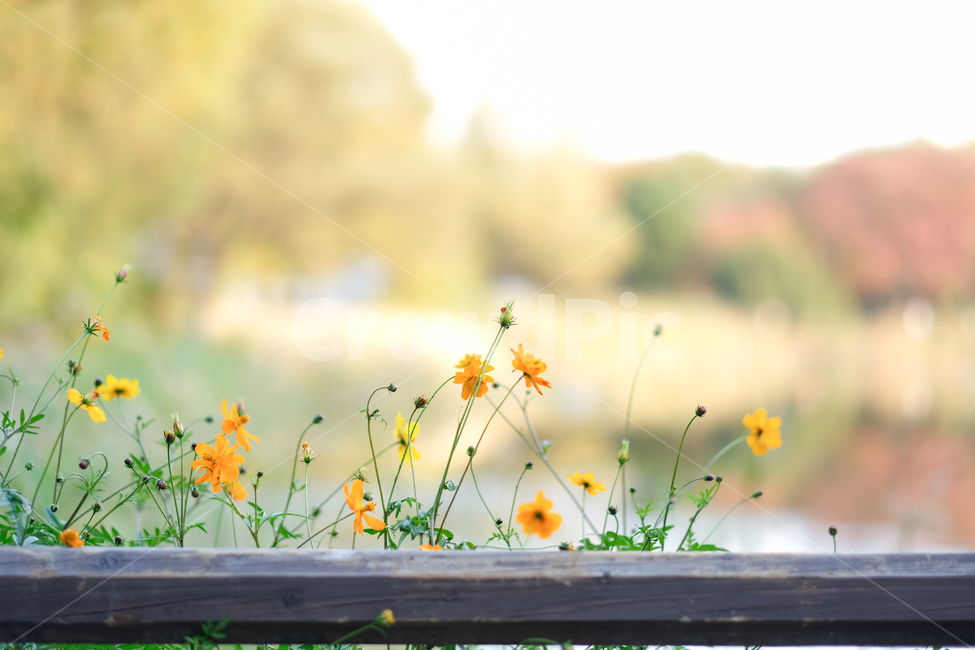 노란꽃,꽃,자연,파스텔,초록,풀,식물,자연,plants,nature,꽃,flower