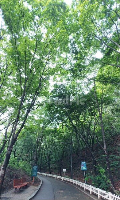 여름,자연,나무,산책,공원,산책로,벤치,금연공원,초록색,나뭇잎,숲,summer,season,tree,park,green,nature,path,leaves,자연,풍경,nature,landscape,plant,식물,bench