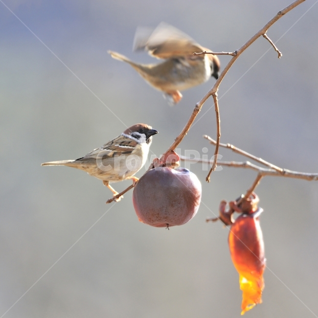 참새,새,조류,방앗간,쪽돌의사진세상,사립문,쪽돌,겨울,계절,winter,season,동물,animal,조류,새,birds,과일,열매,fruit