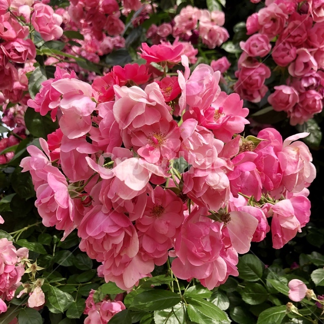 꽃,장미,꽃다발,봄,flower,자연,nature,풍성한,계절,봄꽃,분홍색,따뜻함,부케,bouquet,장미축제