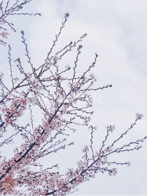 벚꽃,꽃,봄,spring,cherryblossom,봄,계절,spring,season,nature,자연,outdoors,옥외,ice,빙,snow,눈