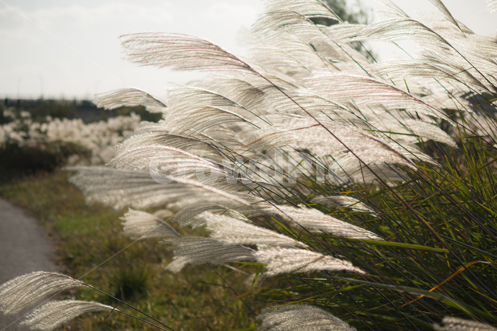 풍경,갈대,거리,산책,오후,식물,자연,plants,nature