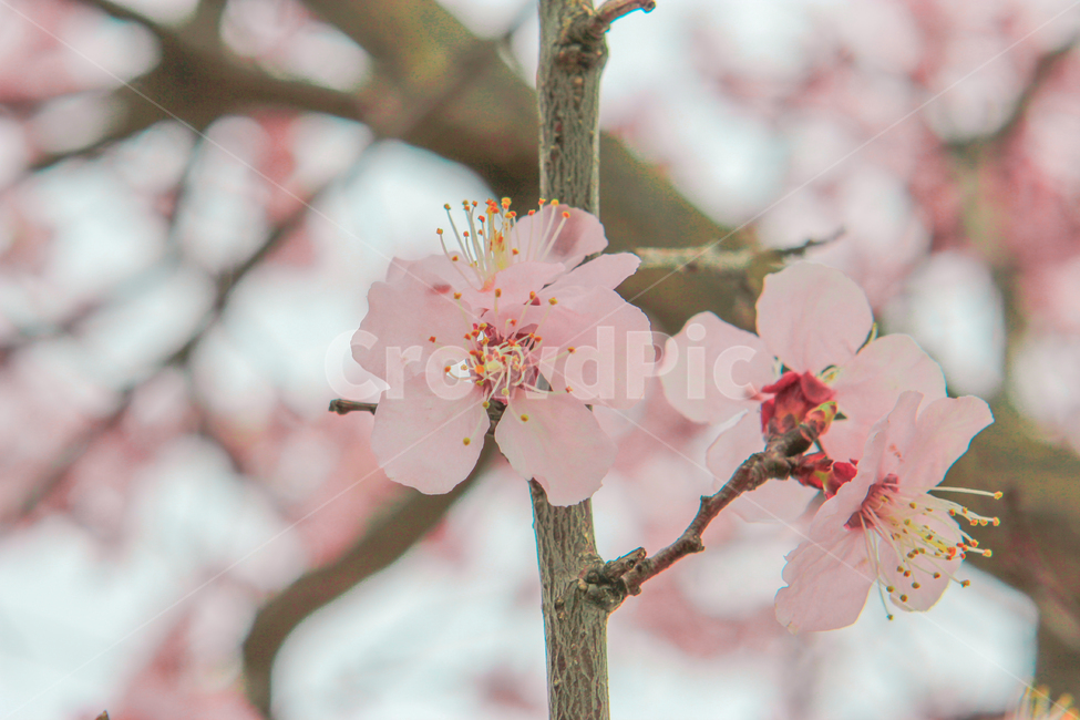 봄,벚꽃,매화,꽃,분홍,핑크,색깔,색감,색상,계절,spring,blossom,cherryblossom,flower,color,봄,계절,spring,season