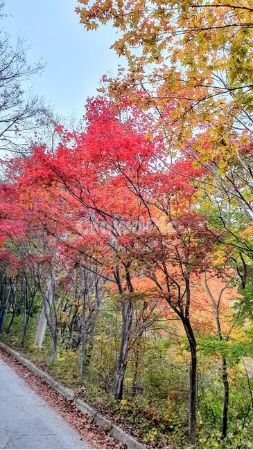 가을,단풍,나무,도로,잎,배경,가을,계절,fall,autumn,season,tree,plant,식물,maple,leaf