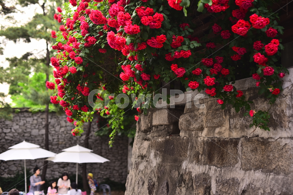 골목풍경,골목길,장미,넝쿨장미,꽃,붉은색,빨강색,레드,red,rose,돌담,5월,시즌,계절,may,5월의장미