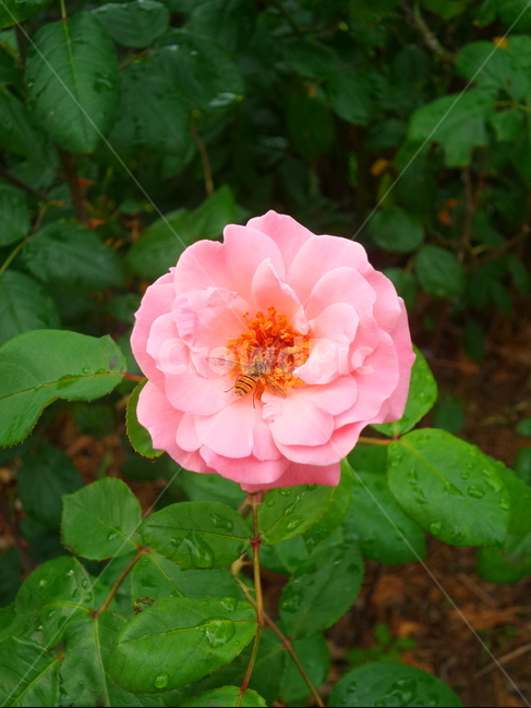 plant,식물,blossom,flower,꽃