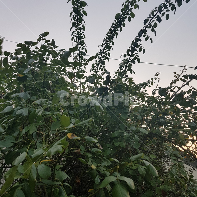 나무,초록,잎,자연,잎파리,식물,자연,plants,nature