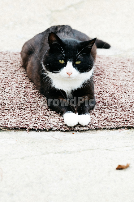 고양이,캣,냥냥이,길고양이,삼색이,치즈냥,냥,cat,동물,동물,animal,포유류,mammal,고양이,cat,kitten,kitty