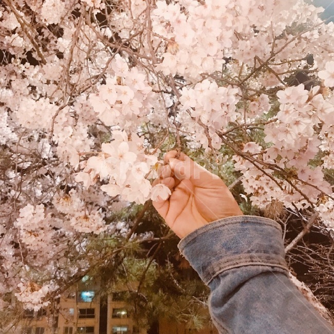 벚꽃,벚나무,벚꽃나무,나무,식물,꽃,장미과,봄,자연,불광천,개천,산책길,공원,계절,spring,season,도시,풍경,city,landscape,plants,nature,flower