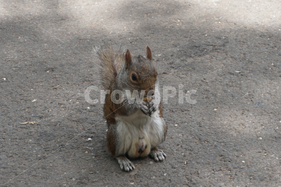 청설모,귀여운,다람쥐,밥먹는모습,동물,공원,동물,animal,포유류,mammal