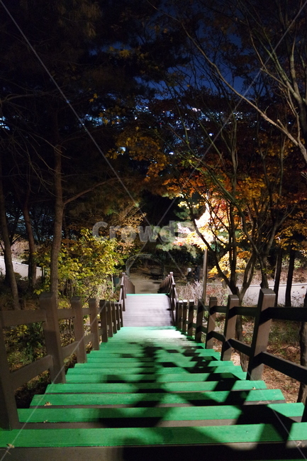 길,하늘,나무,전봇대,가로등,밤,야경,계단,초록,road,sky,tree,powerpole,streetlight,night,nightview,stairs