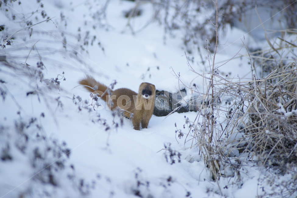 족제비,동물,천수만,설경,겨울,겨울,계절,winter,season,동물,animal,포유류,mammal