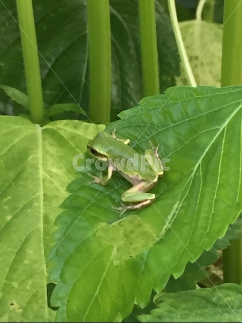 개구리,청개구리,시골,양서류,깻잎,동물,animal,파충류,양서류,reptile,amphibian