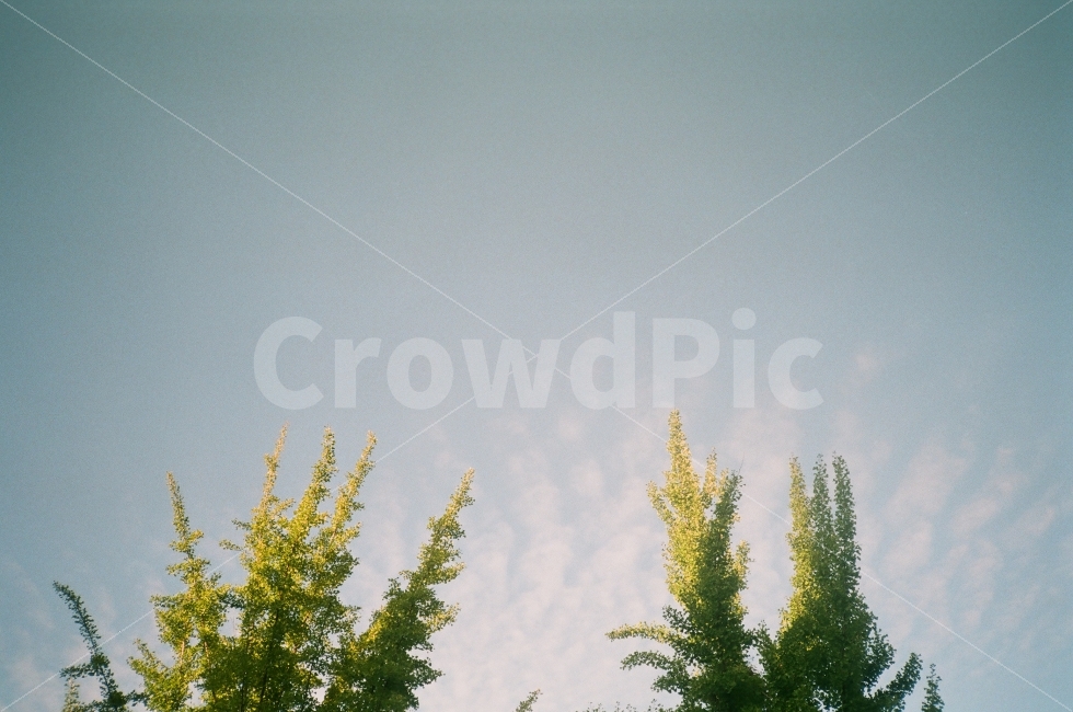 가을,하늘,나무,가을하늘,풀,구름,자연,풍경,nature,landscape,식물,plants