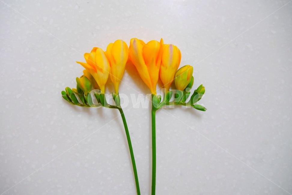 프리지아,꽃,한송이,꽃망울,노랑,꽃,flower