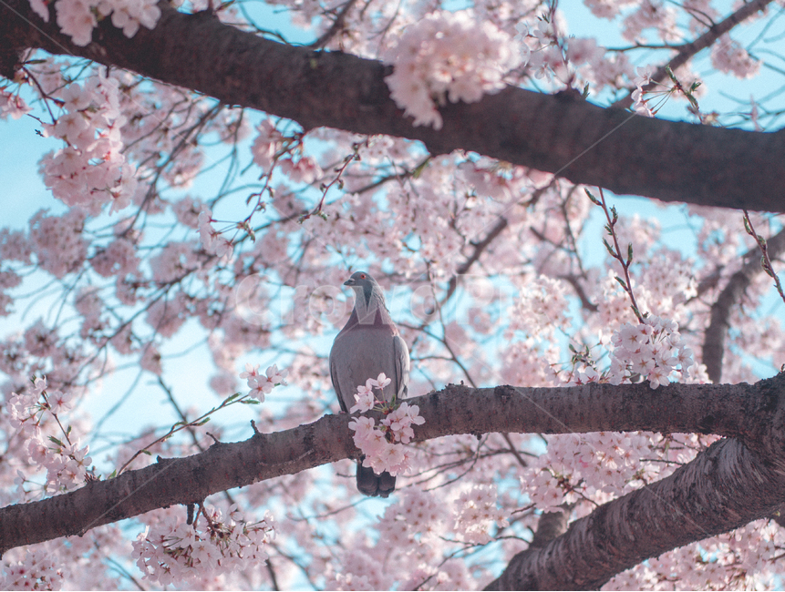 fancy,Cherry Blossom,Spring background,in full bloom,spring flowers,spring,background image,spring image,petal,plants,background photo,season,spring background,pretty,spring photo,nature,full bloom,flower,wildflowers,background,plant