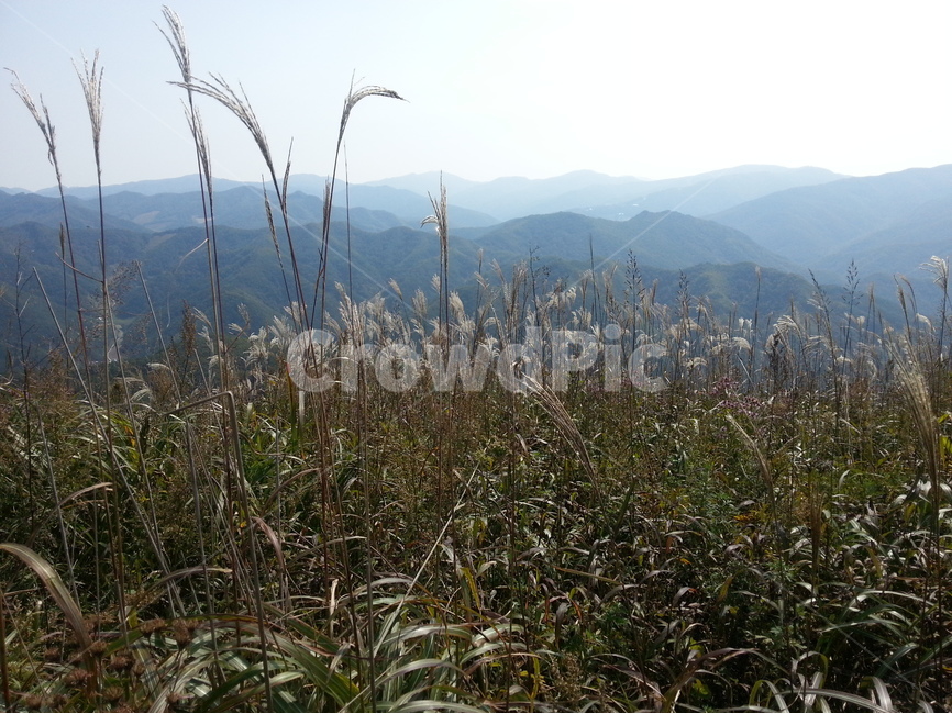 정선,민둥산,억새,가을,억새꽃축제,가을,계절,fall,autumn,season,자연,풍경,nature,landscape,grass,잔디,plant,식물,lawn,reed,갈대