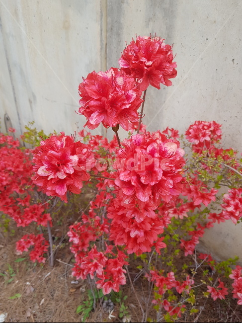 봄,봄꽃,꽃,영산홍,철쭉,식물,spring,flower