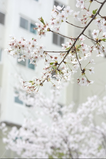magnolia,purpleflower,속씨식물,쌍떡잎식물,목란,영춘화,나무의연,자목련,두란,임란,황심,목련,꽃,봄꽃,봄,자주색,Spring,Flowers,Purple,prettyflower,Beautifulflower,Pure,순수,식물,Plants,아름다운,접사자연,nature,그래픽,웹디자인,sensible,flower,식물도감,야생화,들꽃,배경,느낌,감성,인쇄,디자인,전단,잡지,wepdesign,design,advertisement,column,컬럼,뉴스레터,마케팅,홍보물,홍보,강아지풀,외떡잎식물,벼목,화본과의한해살이풀,개꼬리풀,구미초,빛,light,lighting,빛사진,feel,분위기,출판물,벚꽃,왕벚꽃,체리블라썸,cherryblossom,봄,계절,spring,season,식물,자연,plants,nature,꽃,flower,plant,blossom