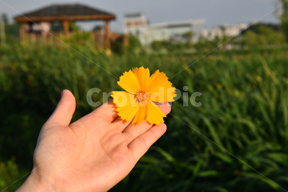 자연,꽃,손,손꽃,플라워,flower