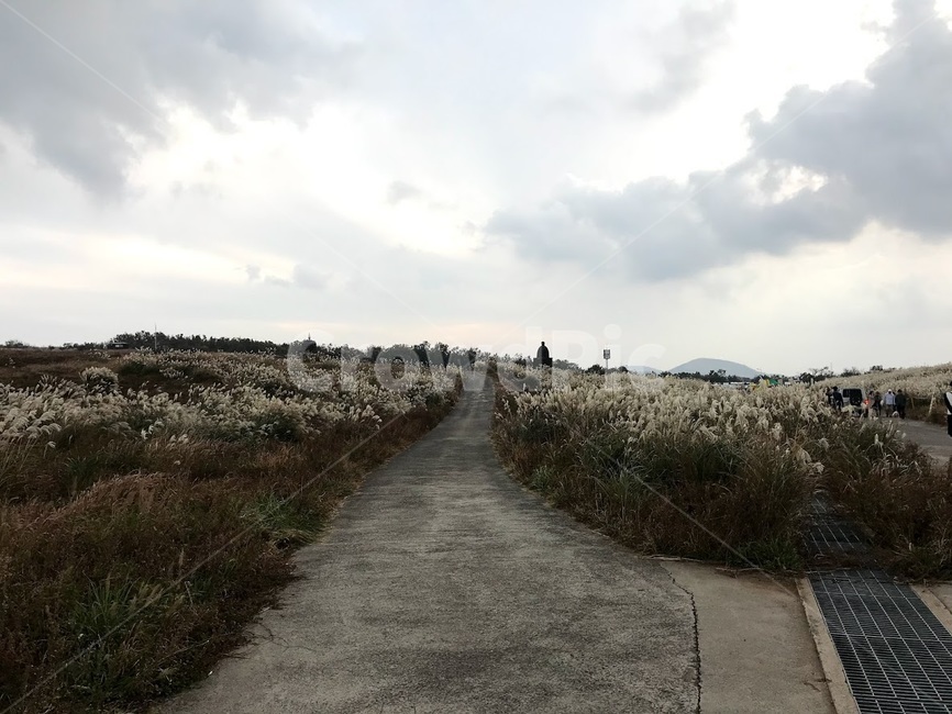 ground,바닥,흙길,road,도로,제주,새별오름,자연,풍경,nature,landscape