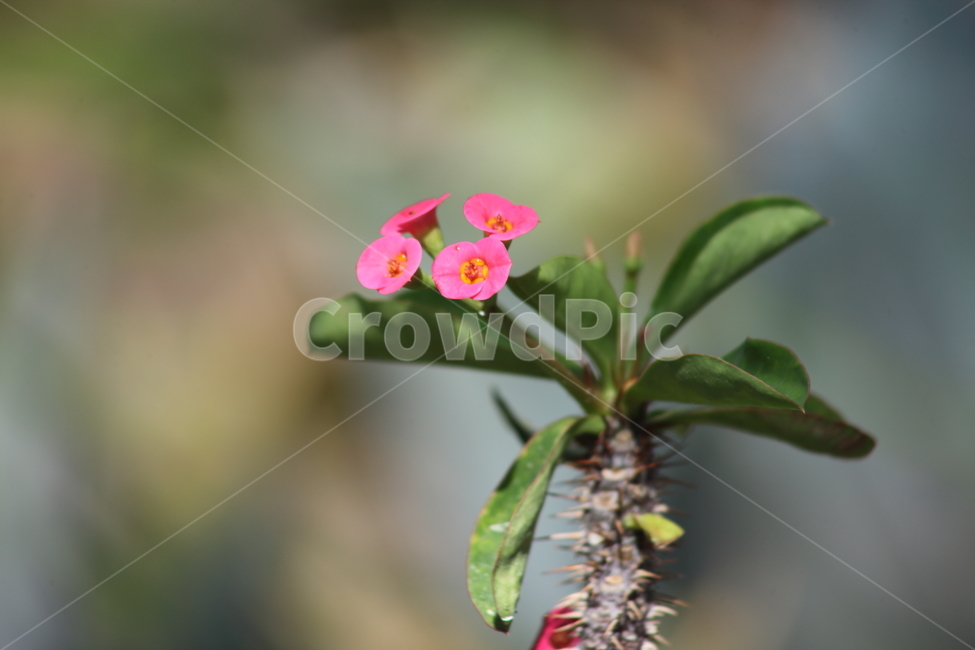 꽃,꽃기린,선인장,crownofthorns,다육식물
