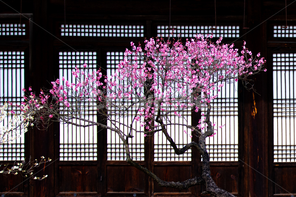 봄,꽃,홍매화,고택,감성,봄,계절,spring,season,한국전통,한국문화,korean traditional,korean culture,식물,자연,plants,nature,꽃,flower,나무,trees,wood