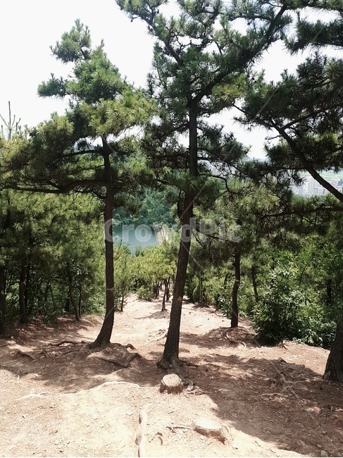 군산,월명산,자연,나무,경치,날씨밝음,날씨,그림자,구름,자연경관,숲