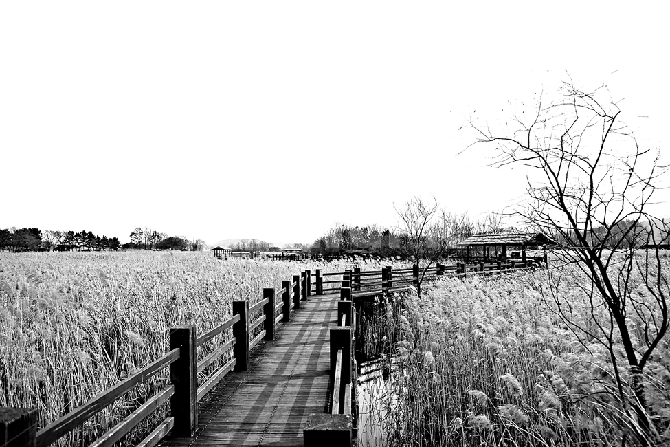 갈대,식물,자연,풍경,배경,하늘vndrhkd,가을,계절,fall,autumn,season,자연,풍경,nature,landscape,흑백,모노톤,monochrome,black and white,water,물
