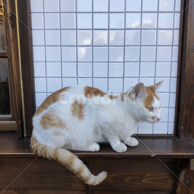 길고양이,동물,앉아있는고양이,고양이발,치즈고양이