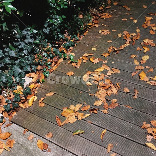 낙엽,비,비내리는저녁,추적추적,빗소리,가을,계절,fall,autumn,season,leaf,잎,plant,식물,flagstone,판석