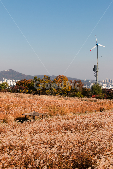 가을,억새,갈색,silvergrass,자연,공원,야외,nature,park,outdoor,에너지,energy,친환경,환경,풍력,11월,november,하늘,가을하늘,sky,autumn,fall,풍력발전,풍력발전기,environment,가을,계절,fall,autumn,season,engine,엔진,motor,모터,machine,기계