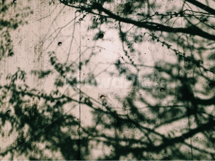 그림자,나무,조용,오후,감성,일상,shadow,landscape,풍경,실루엣,그림자,silhouette,shadow