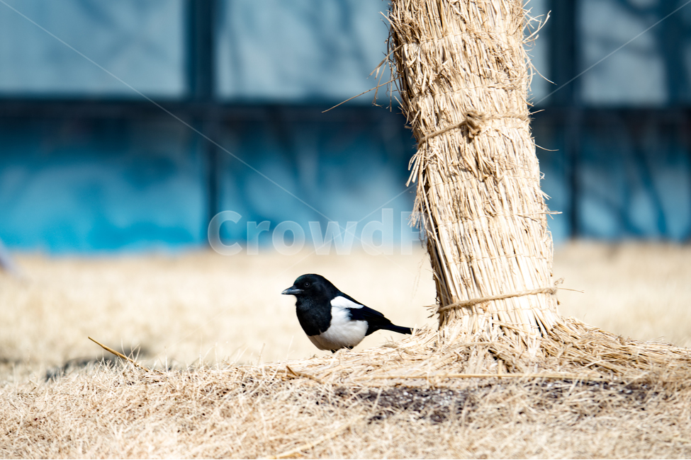 휴식,자연,나무,까치,새,동물,animal,조류,새,birds
