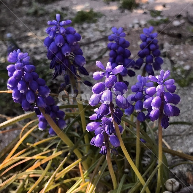 plant,식물,lupin,이리같은,flower,꽃,blossom,보라색