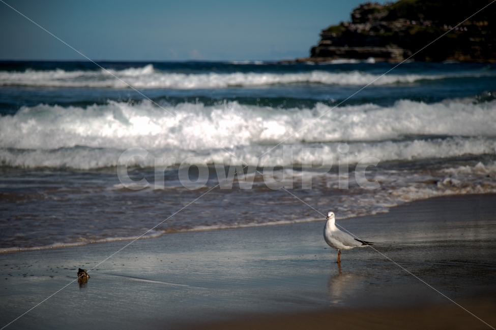 바다,갈매기,풍경,겨울,외로움,고독,새,파도,해변,바다,beach,sea,동물,animal,조류,새,birds