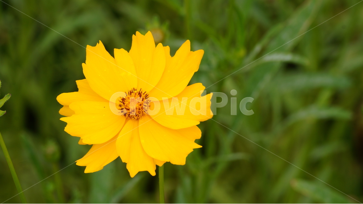 금계국,금계국꽃,꽃,꽃사진,식물,식물,자연,plants,nature,꽃,flower