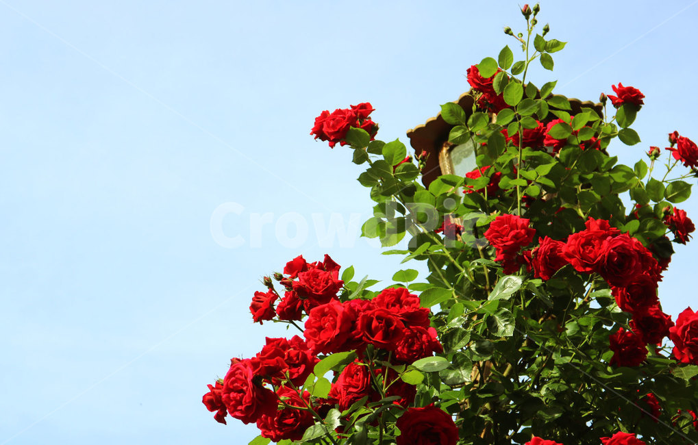장미,꽃,플라워,로즈,장미꽃,식물,자연,flower,식물,자연,plants,nature,꽃,flower
