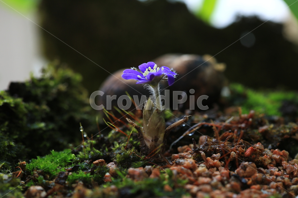 moss,이끼,plant,식물,blossom,flower,꽃,노루귀,청노루귀,털,노루귀털,식물,자연,plants,nature,꽃,flower