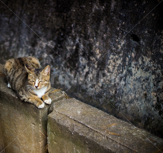 고양이,길고양이,동물,cat,포유류,감성,일상,DSLR,100D,canon,코숏,가을,animal,kitty,길냥이,반려동물,편안,분위기,동물,animal,포유류,mammal,고양이,cat,kitten,kitty