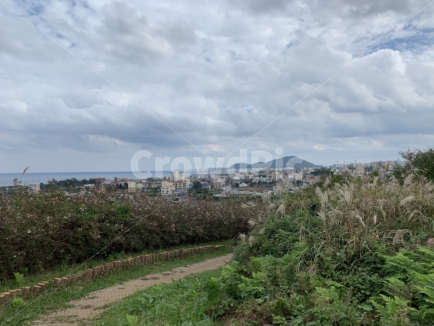 제주,갈대,제주도,오름,올레길,둘레길,가을,분위기,경차,자연,옥외
