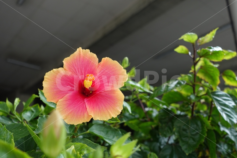 꽃,플라워,히비스커스,무궁화,오키나와,일본,식물,자연,plants,nature,꽃,flower