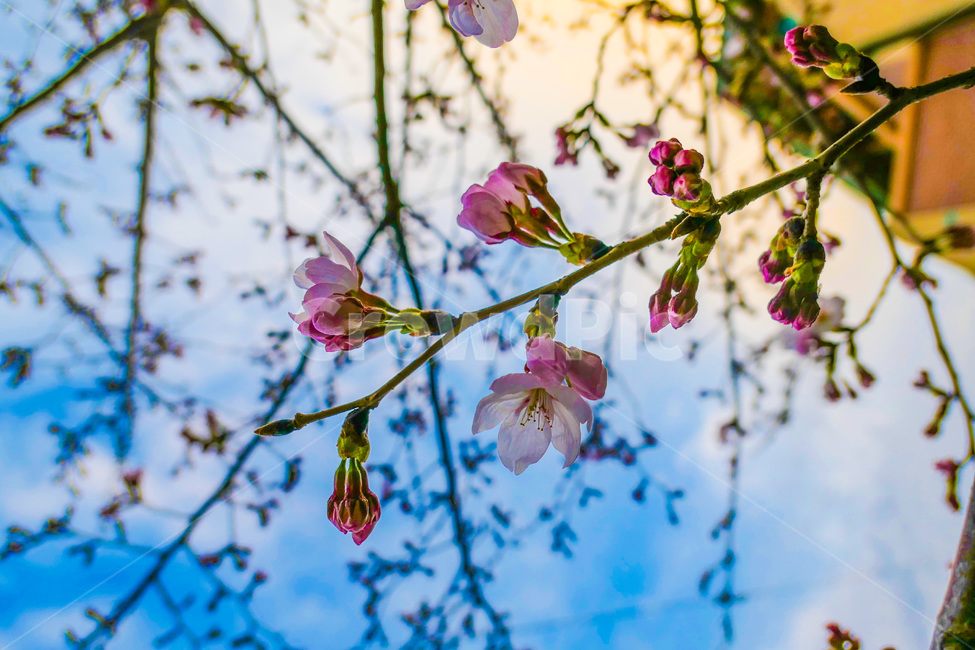 plant,식물,flower,blossom,꽃,봄